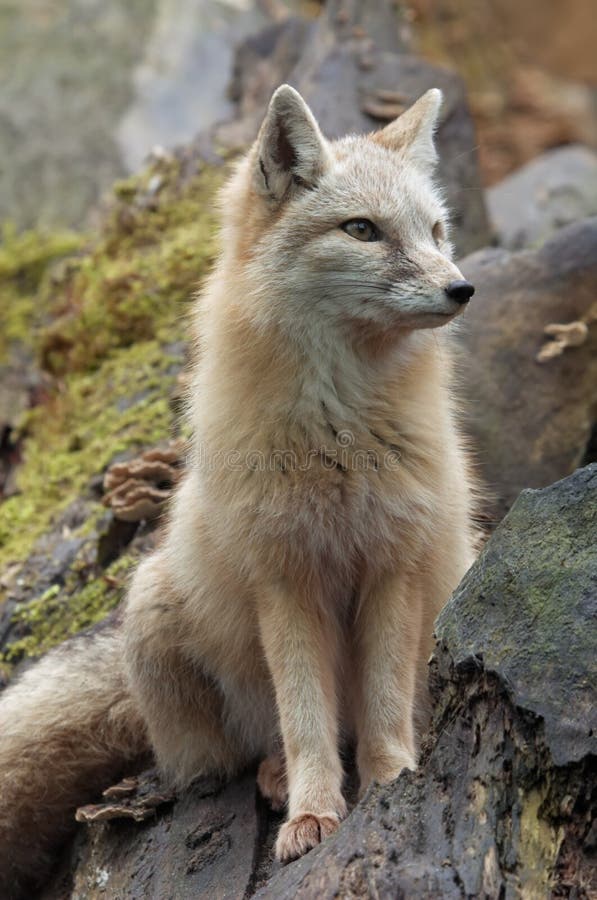 Beautiful fox