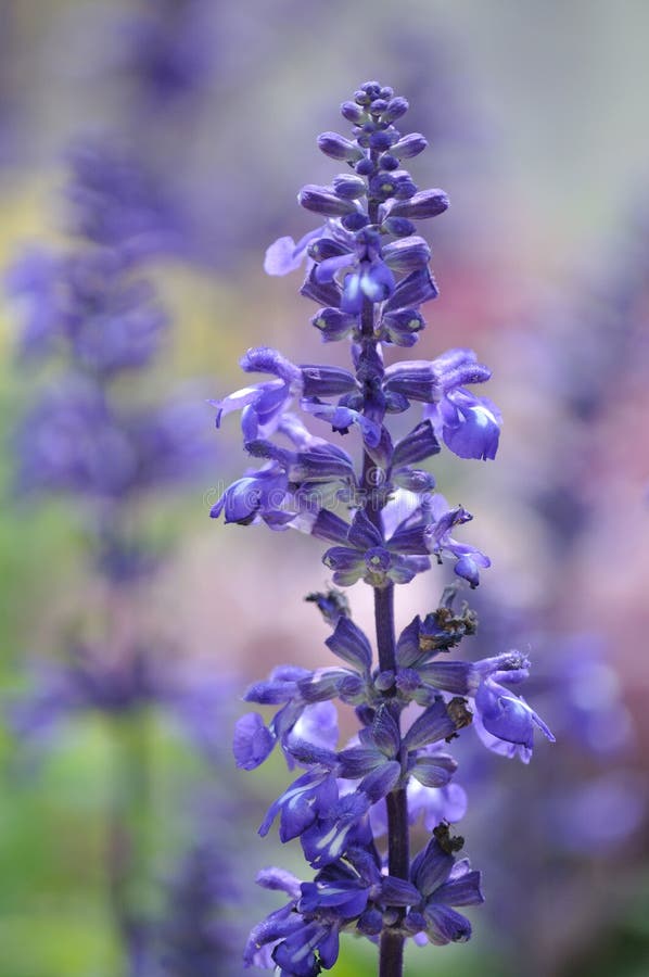 Beautiful Fragrant Deep Purple Blooms Of Russian Sage Stock Photo