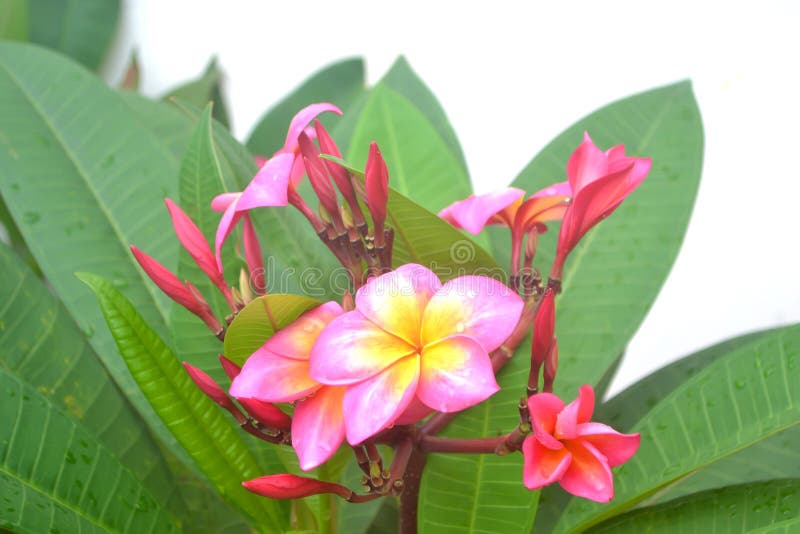 Beautiful Frangipani Perfume Flower Stock Photo Image of natural