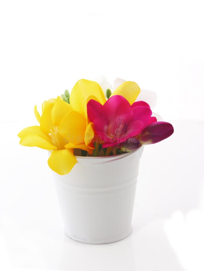 Beautiful Freesia Flowers In Bucket Stock Image - Image of spring ...
