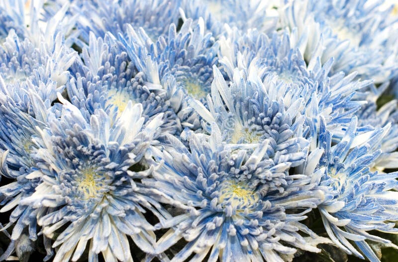 Beautiful fresh flowers in a bouquet stock image