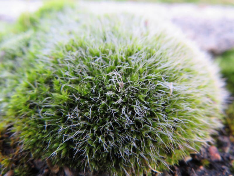 399 Fluffy Green Moss Bark Stock Photos Free & RoyaltyFree Stock