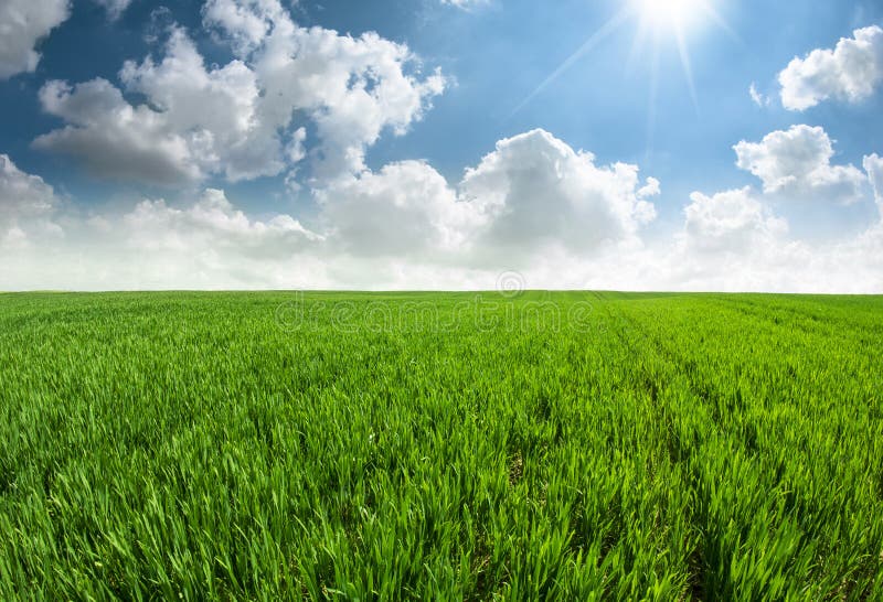 Beautiful fresh grass field with sun light effect and gorgeous blue sky with clouds. Beautiful fresh grass field with sun light effect and gorgeous blue sky with clouds.