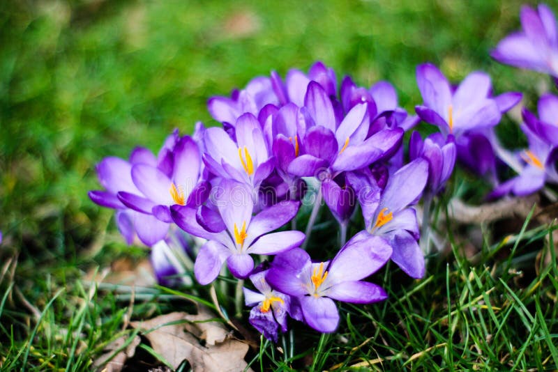 Beautiful Fresh Green and First Spring Flowers Crocus Stock Image ...