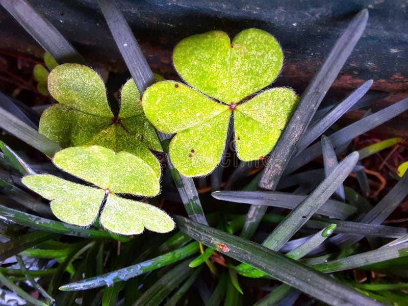 Beautiful Fresh Green Leaves Stock Image Image of leaves, lawn 216430693