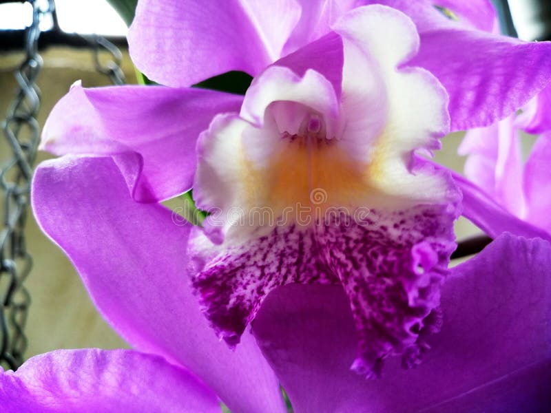 Beautiful and fresh intense Violet Orchid royalty free stock photography Beautiful and fresh intense Violet Orchid royalty free stock photography