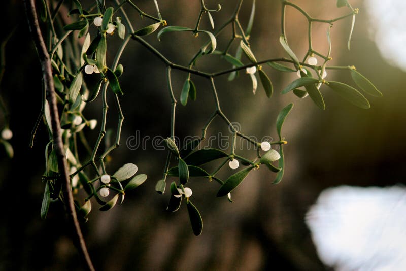 Beautiful fresh mistletoe with white berries on green background