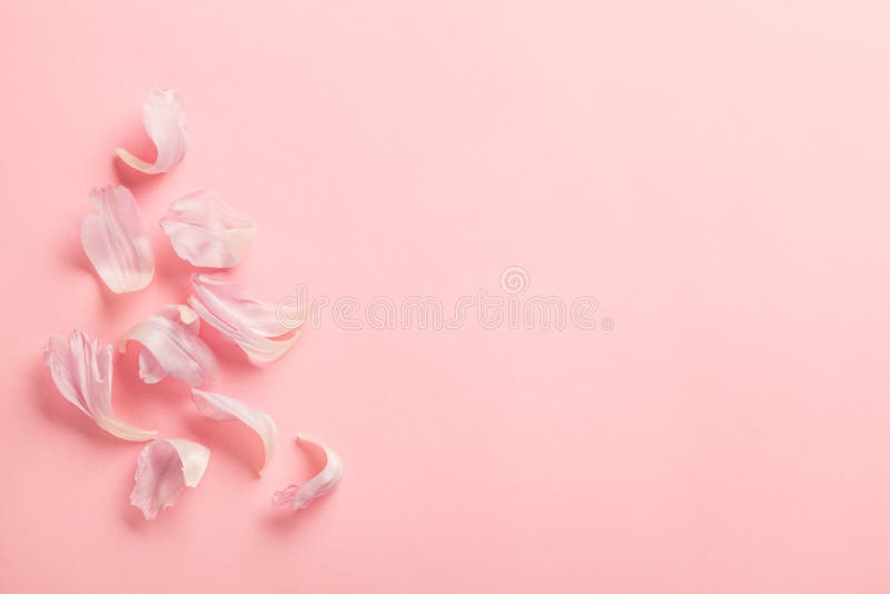 Pink Flower Petals on Pastel Rose Background Stock Image - Image of ...