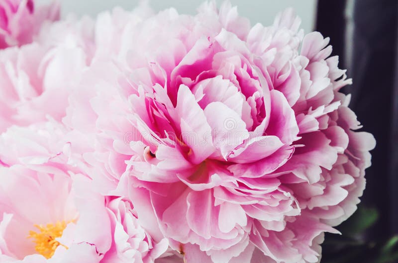 Beautiful fresh pink peony flower macro. Floral background. Bloom flowers time. Beauty and spa. Feelings emotion concept. Beautiful fresh pink peony flower macro royalty free stock photo Beautiful fresh pink peony flower macro. Floral background. Bloom flowers time. Beauty and spa. Feelings emotion concept. Beautiful fresh pink peony flower macro royalty free stock photo