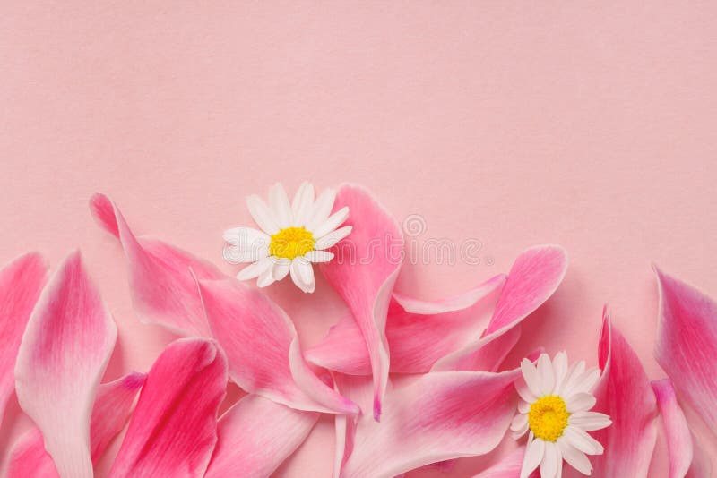 Beautiful fresh pink petals and chamomile flowers on pastel rose background