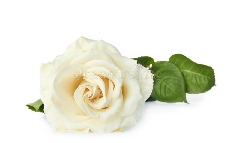 1,644,796 Rose Stock Photos - Free & Royalty-Free Stock Photos from  Dreamstime