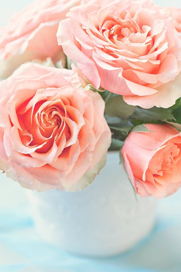 Beautiful fresh roses royalty free stock image
