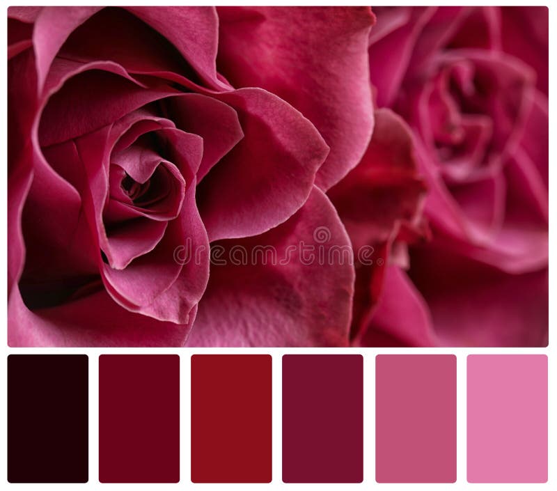 Beautiful Fresh Roses and Color Palette. Collage Stock Photo Image of