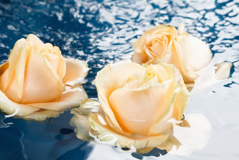 Beautiful Fresh Roses with Reflection, Floating in Blue Water Stock