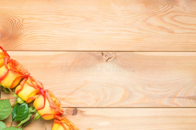 Beautiful fresh roses on a wooden background in the corner royalty free stock images Beautiful fresh roses on a wooden background in the corner royalty free stock images