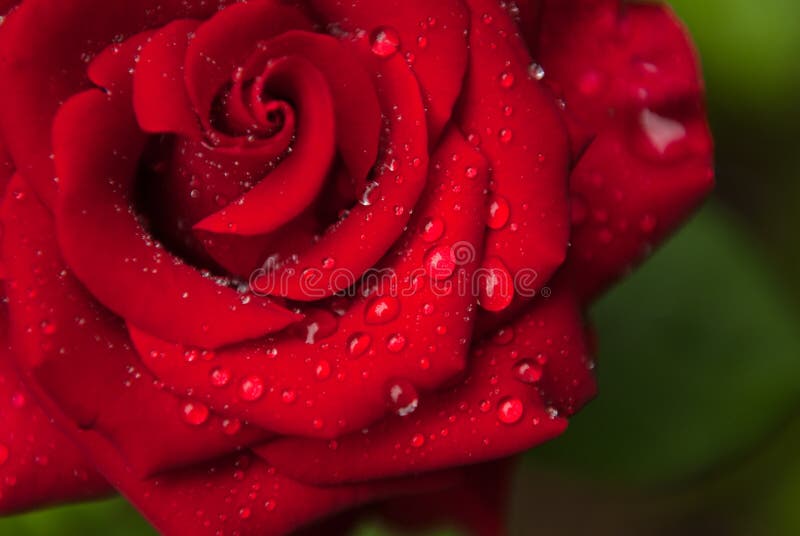 Beautiful fresh wet red rose on green environment background in natural garden during blossom in spring rainy weather