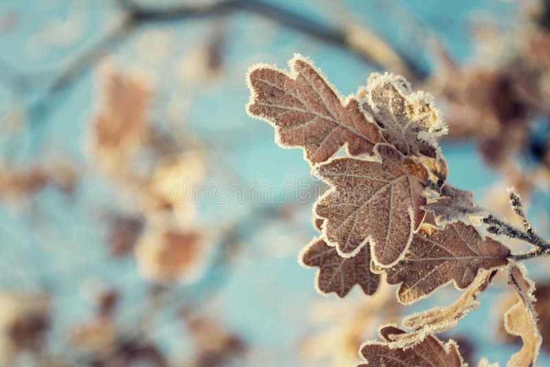 Beautiful frosty oak tree leave on peaceful sunny winter day against clear blue sky background