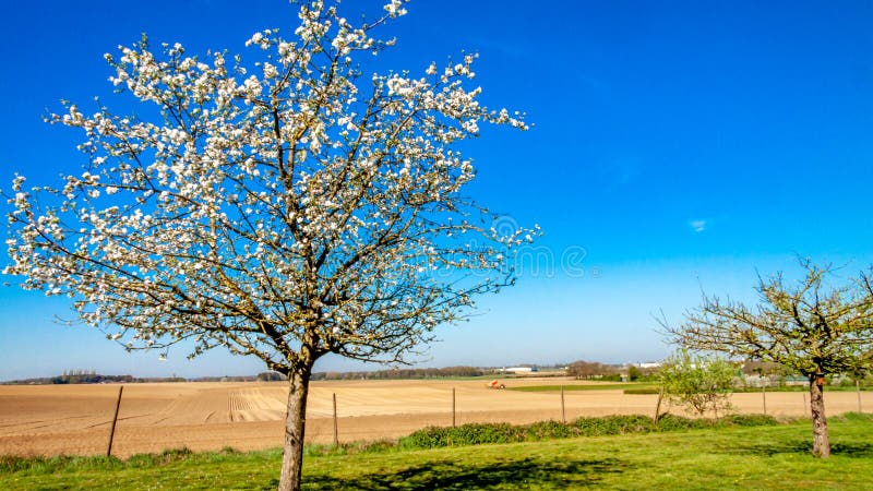 Beautiful fruit tree blooming with white flowers in the orchard with farmland in the background