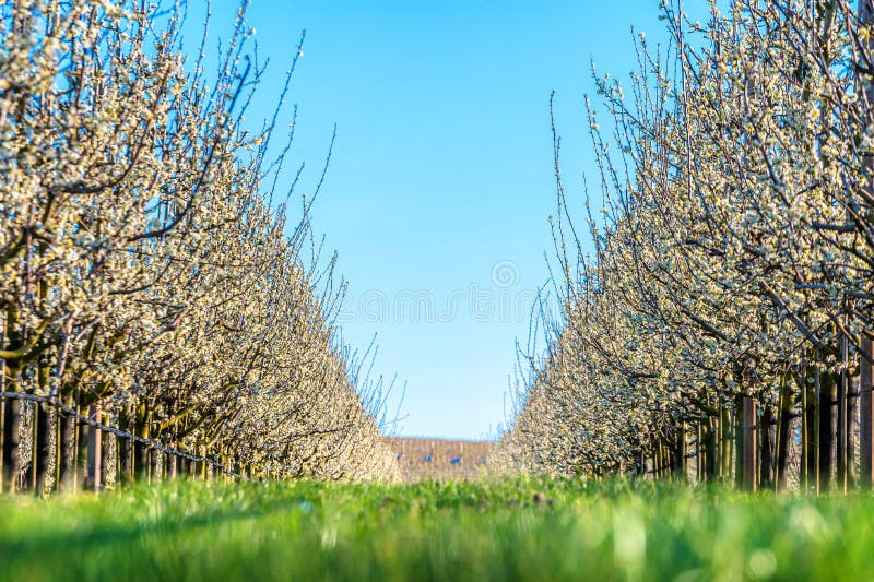 Beautiful Fruit Tree Blossom in Orchard Against Blue Sky Stock Photo