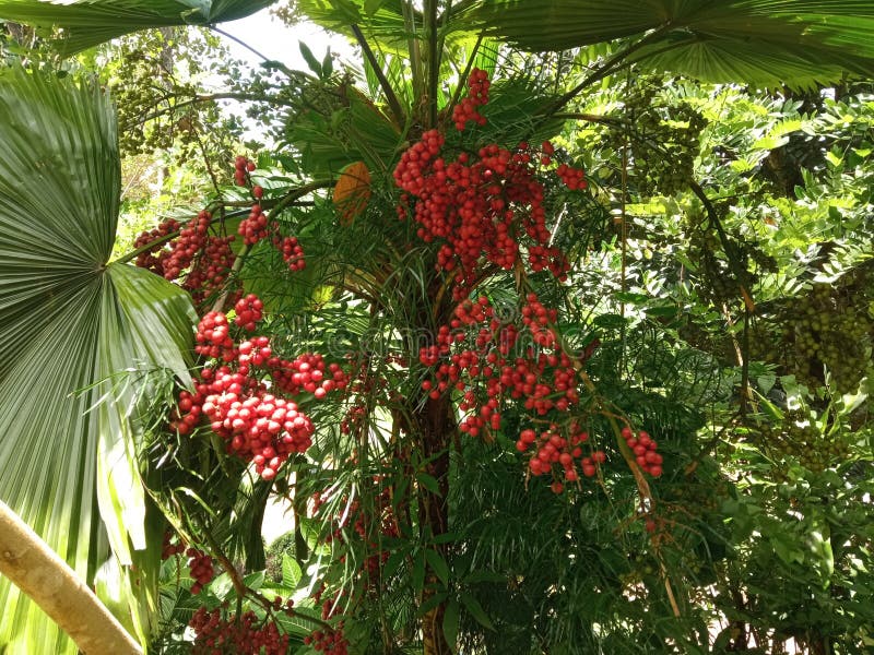 Beautiful Fruit Tree in Home Garden Stock Photo Image of srilank