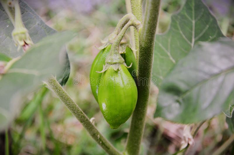 Solanum gilo, Scarlet eggplant, for sale, Stock Video