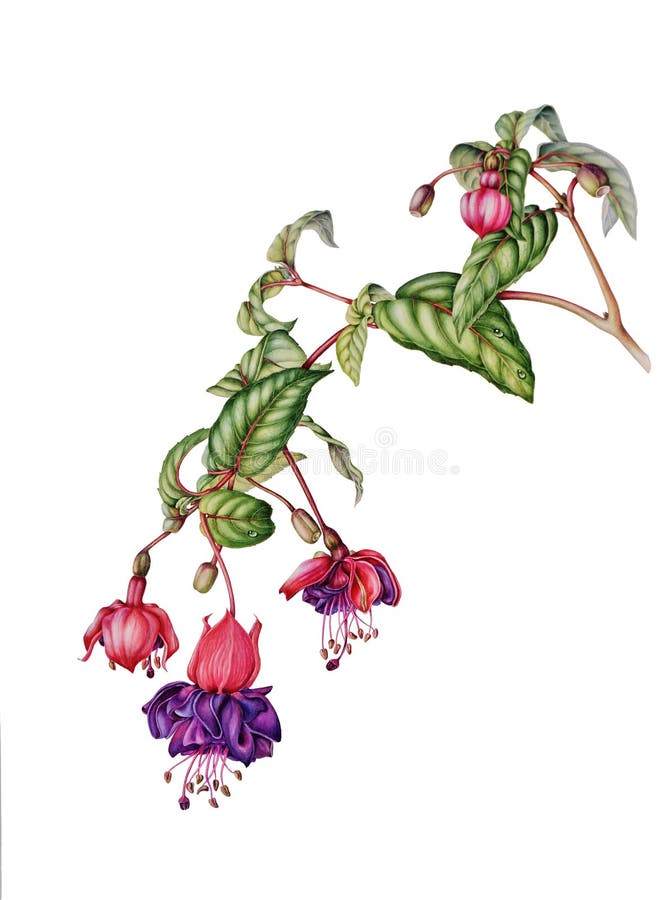 Beautiful fuchsia branch with flowers, buds and berries