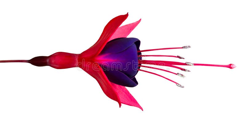 Beautiful Fuchsia Flower Isolated on White