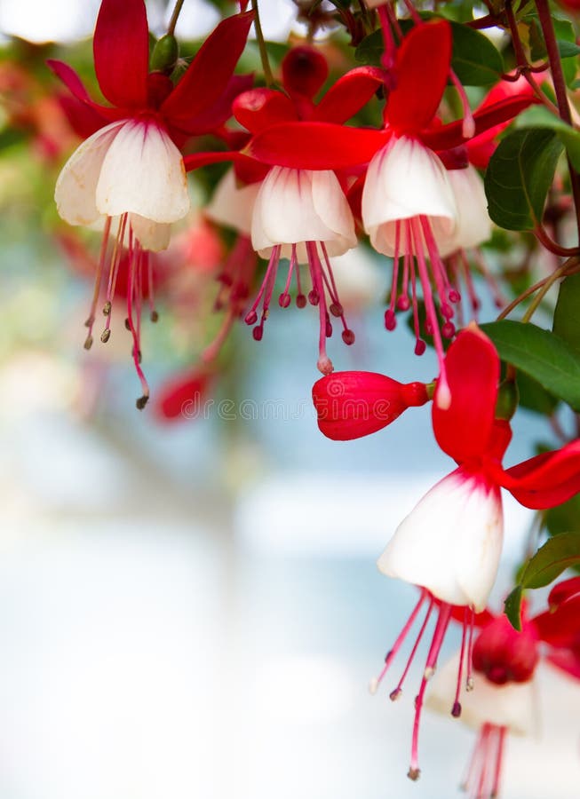 Beautiful Fuchsia Flowers Stock Photo Image Of Magenta 172111000