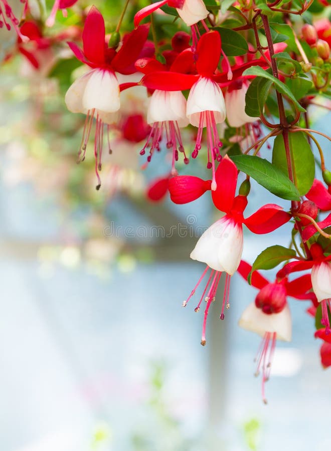 Beautiful fuchsia flowers