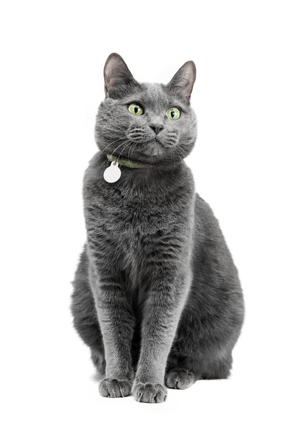 A beautiful funny gray cat in a collar is sitting and looking to the side.