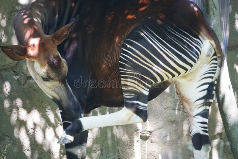 Okapi Wildlife Reserve Stock Photos - Free & Royalty-Free Stock Photos from Dreamstime Okapi Wildlife Reserve Stock Photos - Free & Royalty-Free Stock Photos from Dreamstime