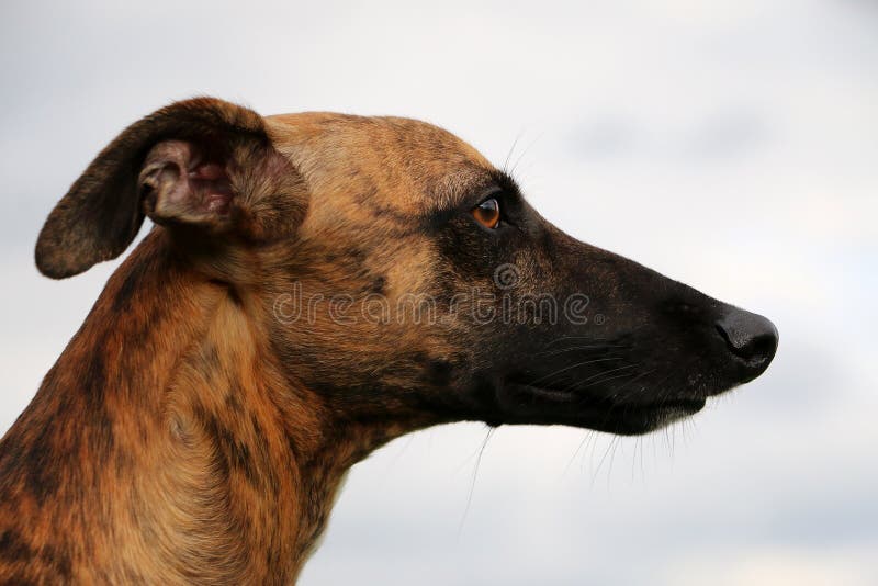 Beautiful galgo head portrait in the garden