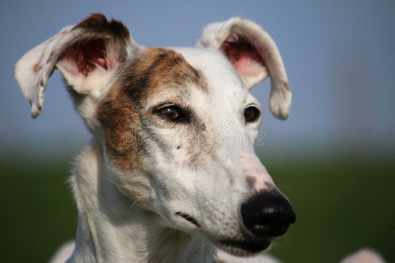 Beautiful galgo portrait