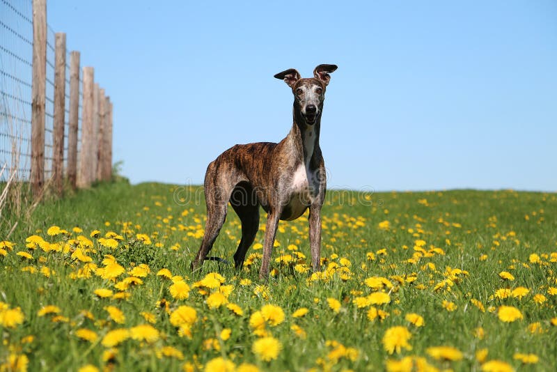 Beautiful galgo portrait in the garden