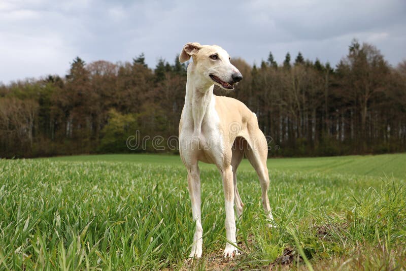 Beautiful galgo portrait in the garden