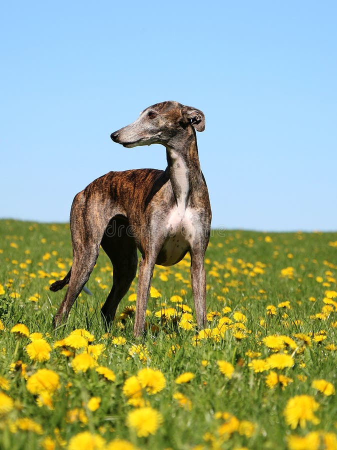 Beautiful galgo portrait in the garden