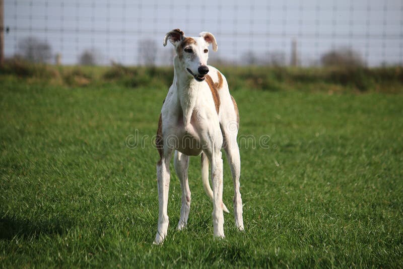 Beautiful galgo portrait in the garden