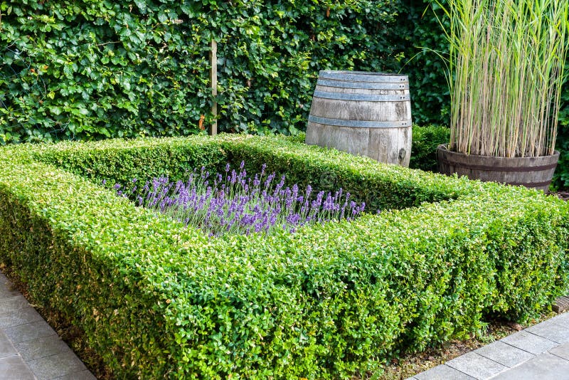 Beautiful garden with evergreen boxwood plants.