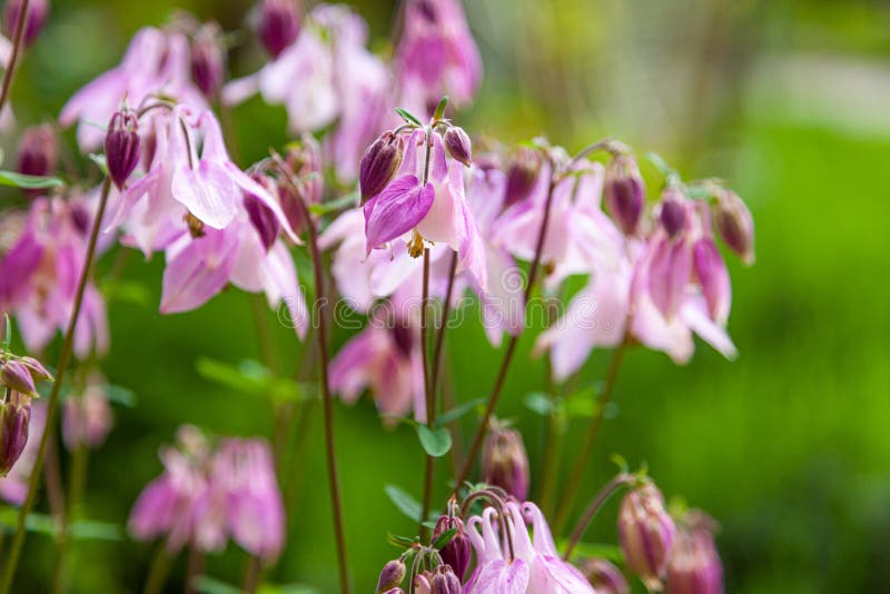 Beautiful garden flower in the summer. Aquilegia blue, pink, purple bud. Is also called an eagle or a catchment. Genus of perennial herbaceous plants of the family Ranunculaceae. Natural background. Beautiful garden flower in the summer. Aquilegia blue, pink, purple bud. Is also called an eagle or a catchment. Genus of perennial herbaceous plants of the family Ranunculaceae. Natural background