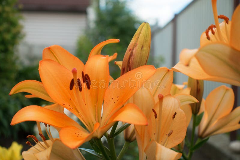 Beautiful garden flowers stock photo. Image of bright 257944118