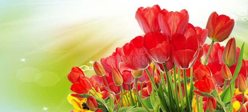 Beautiful garden fresh colorful tulips. vector illustration