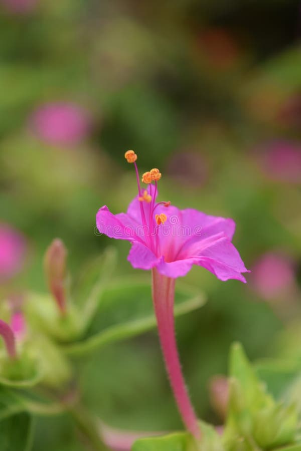 Beautiful Pink Hibiscus. Tropical Exotic Flower, Hawaii Stock Image ...