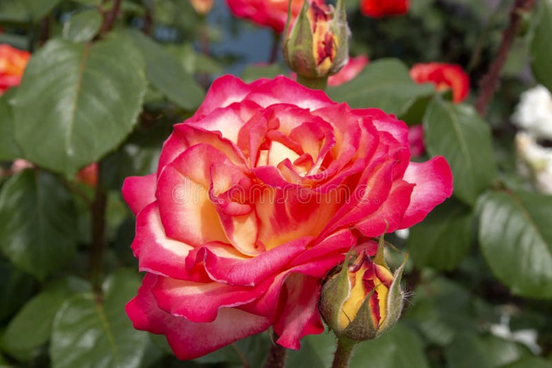 Beautiful Garden Rose on a Sunny Day Stock Photo - Image of background ...