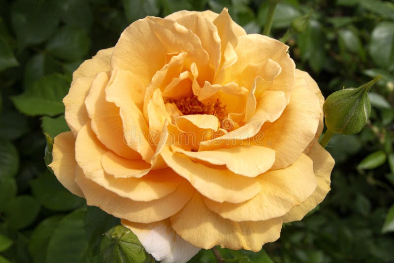 Beautiful Garden Rose on a Sunny Day Stock Image - Image of flora ...