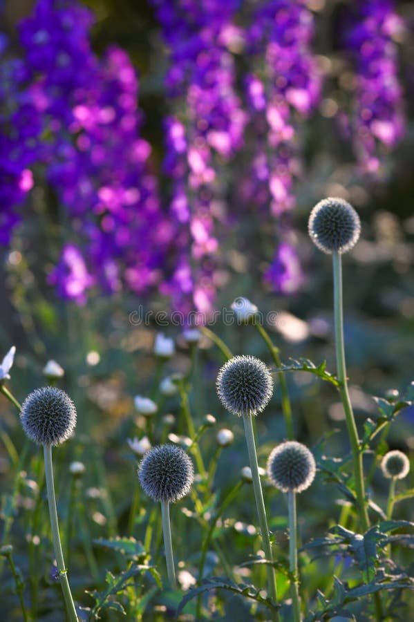 Beautiful garden a summer morning