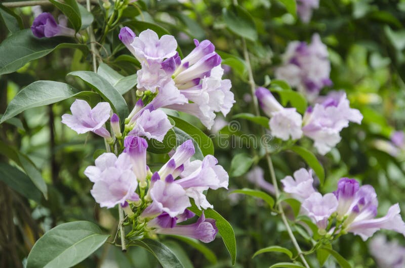 Beautiful Garlic Vine Flowers in the Bush Stock Image Image of branch, beautiful 171626633