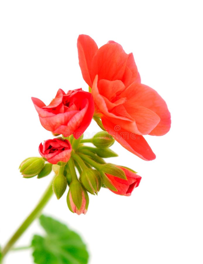 Beautiful geranium flower stock photo. Image of botanical 178344396