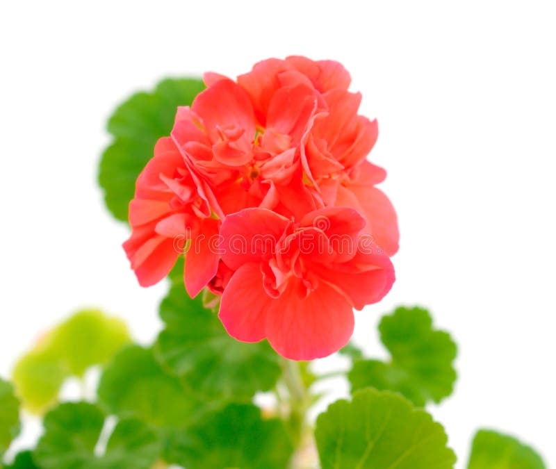Beautiful geranium flower stock image. Image of botanical 178699147