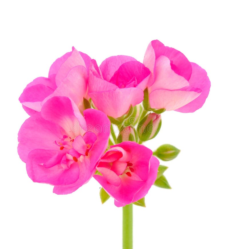 Beautiful geranium flower stock image. Image of flora 209774971