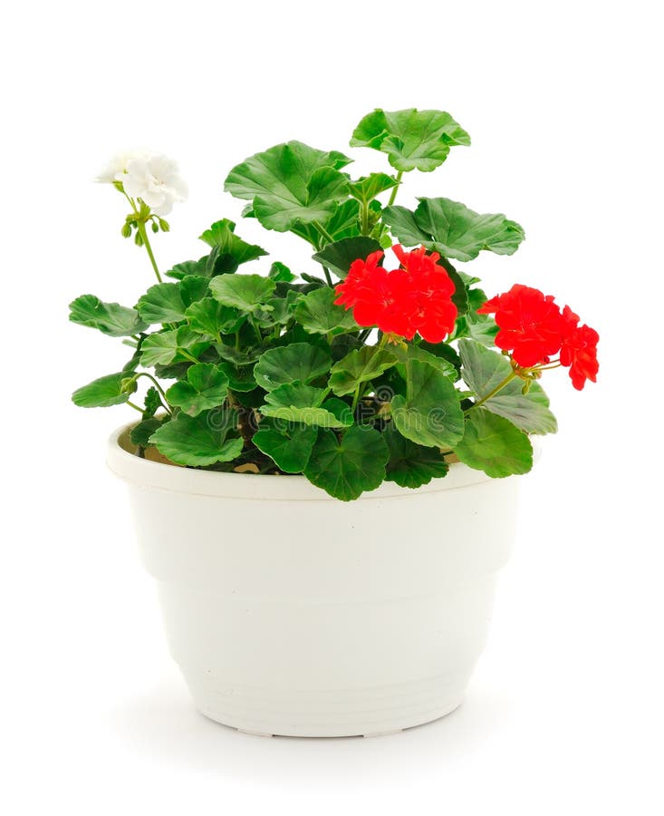 Beautiful Geranium Flower in Pot Stock Image Image of leaf, green
